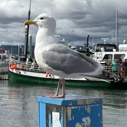 Dakota Ocean Charters