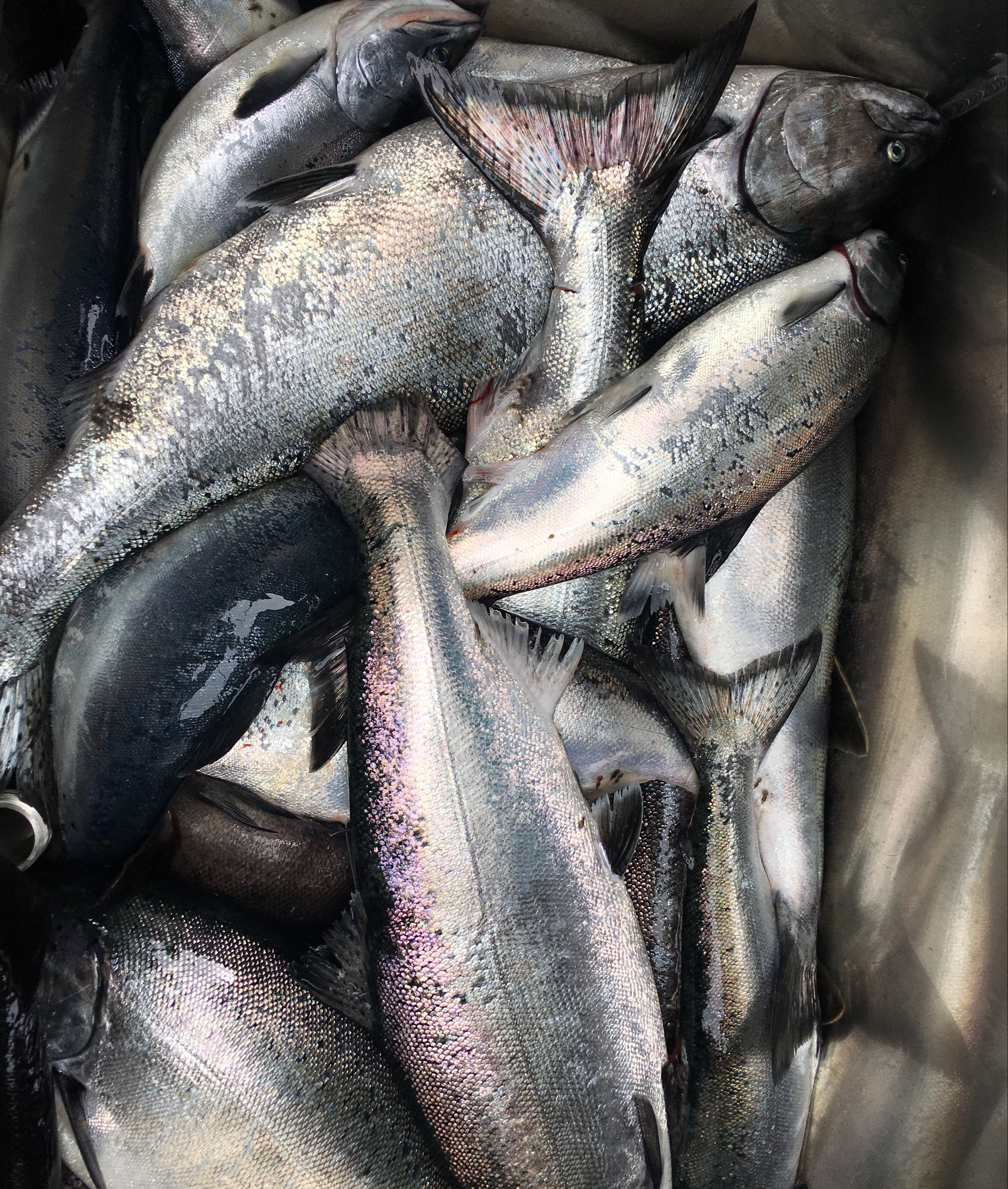 Dakota Ocean Charters